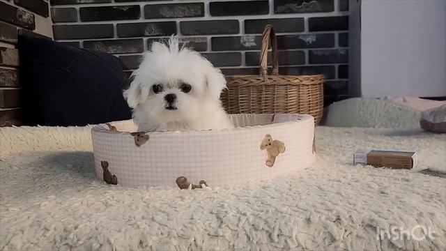 Мальчик мальтийской болонки*Корея*тикап