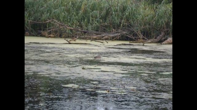 Сплав р.Северский Донец 2017 смотреть онлайн