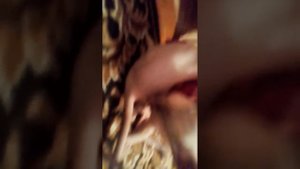 Вязка сфинксов