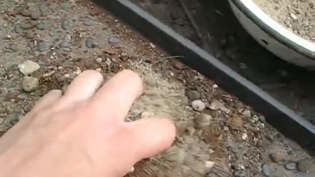 Сажаем клубневую бегонию смотреть онлайн