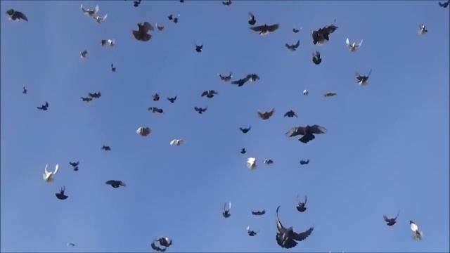 Серпастый полёт голубей! Арик! смотреть онлайн