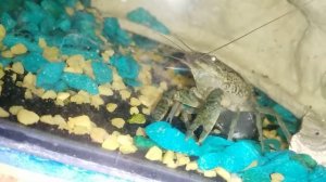 Мраморный Рак мечет икру