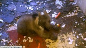 В одном из гаражей на юге Москвы обнаружили медвежонка