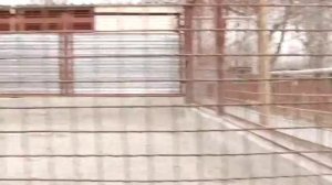 Питомник немецких овчарок "Мотор Сич"--------вязка