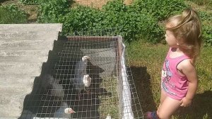 Цып цып хочет пить)