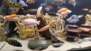 Аквариум с цихлидами. жизнь на скорости )