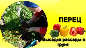 Выращивание Перца / ПЕРЕЦ высадка рассады в открытый  грунт. Перец в горчице