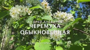 Черемуха обыкновенная. Алефиров А.Н.-044 (1)