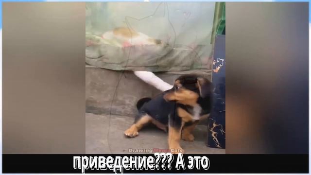 Смешные Видео Животных + Рисунок к каждому и Смешные фразы коты собаки смотреть онлайн