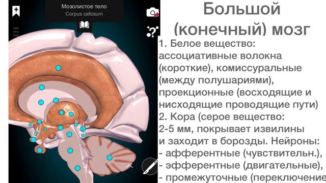 Конечный мозг. Анатомия. Строение, функции, белое вещество, серое, базальные ядра, зоны коры смотреть онлайн