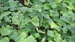 Каким удобрением опрыскать огурцы в августе чтобы собирать плоды и в сентябре