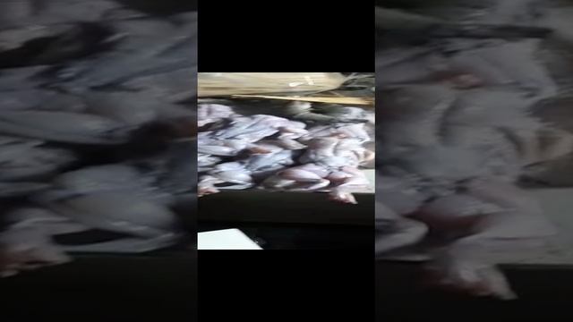 крокодил на ужин
