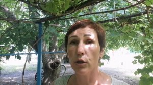 Выгодно или нет выращивать бройлеров, основные правила правильного откорма, проблемы и гибель птицы