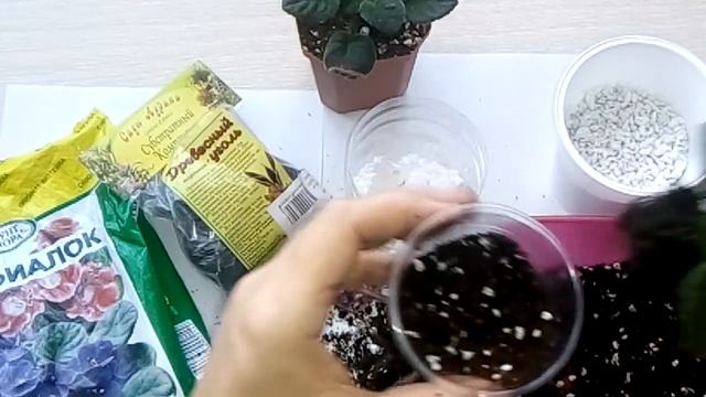 Вянут Листья У Фиалок !!! Пытаюсь спасти пересадкой! смотреть онлайн