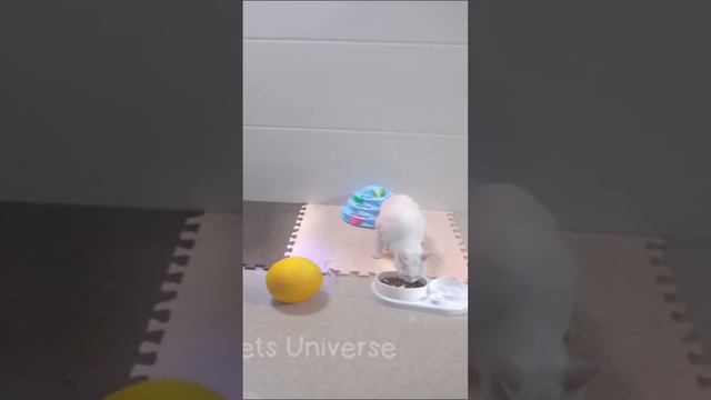 Ставь ЛАЙК если любишь котиков 💔😂 смотреть онлайн