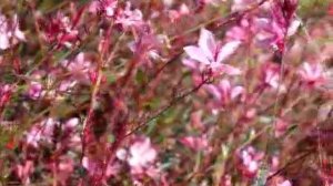 Gaura 'Passionate Blush'