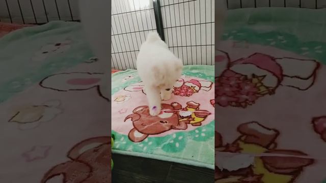 Щенки Самоеда! смотреть онлайн