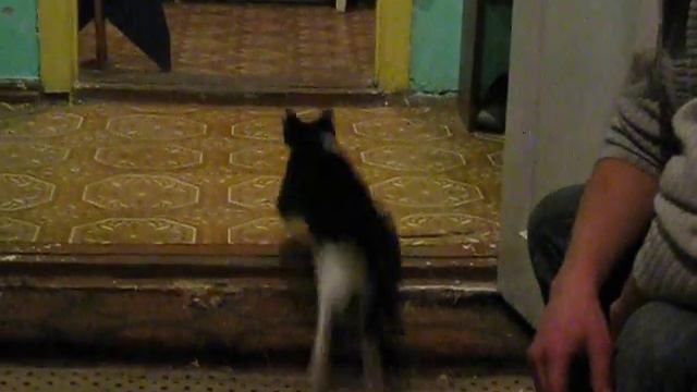 Кот Филя выполняет команду "аппорт" смотреть онлайн