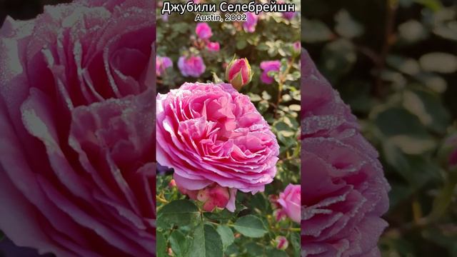 Роза Джубили Селебрейшн  в продаже! 29.08.23