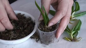 Пересадка орхидей из стеклянной бутылки (фласки)