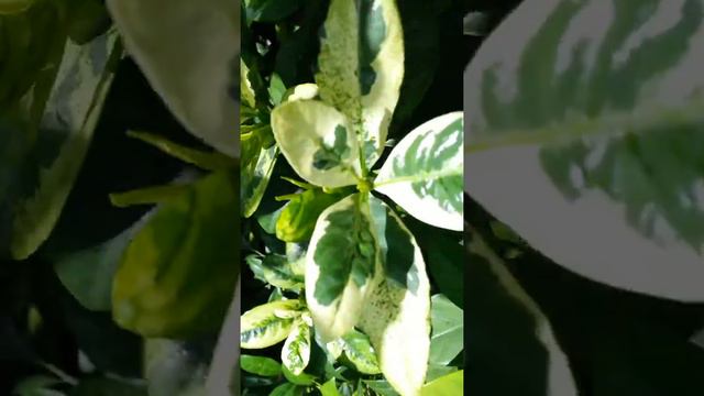 Varigated Gardenia Jasminoides. смотреть онлайн