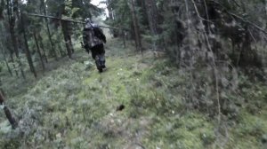 Охота на самца косули 2021 закрытие сезона