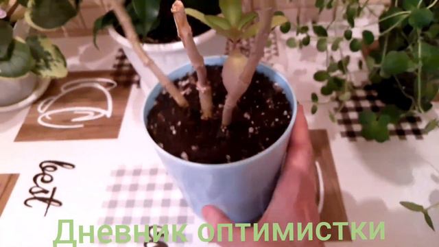 МЯТА, МАНГО, КОЛОНХОЕ смотреть онлайн