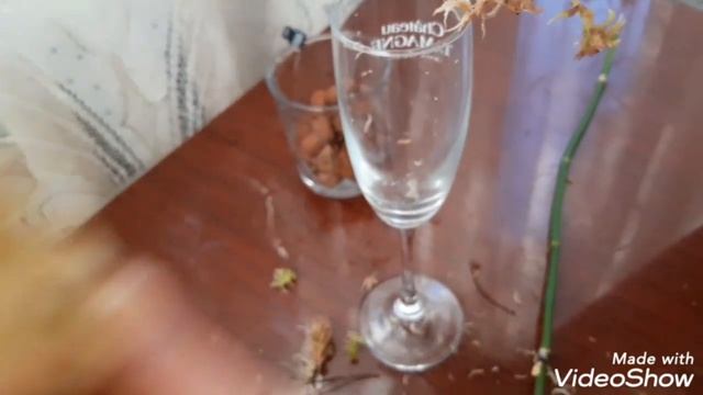 Как отделить детку орхидеи с цветоноса и посадить в закрытую систему в живой мох сфагнум смотреть онлайн