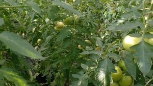 Почему не зреют помидоры?