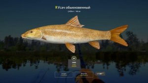 Усач обыкновенный • Оз.Медвежье • Русская рыбалка 4