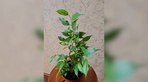 Фикус Бенджамина