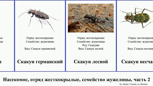 Насекомое, отряд жесткокрылые, семейство жужелицы, часть 2 жужелица тускляк скакун красотел insect смотреть онлайн