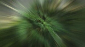 КРИПТОМЕРИЯ  (CRYPTOMERIA)  сем. Таксодиевые