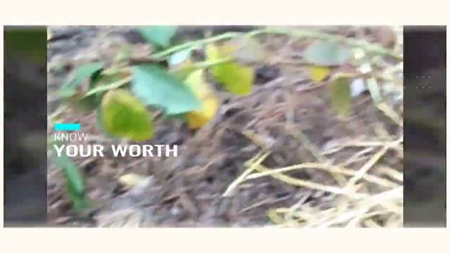 Осенняя посадка голубики и клубники#черника#клубника#голубика#дача смотреть онлайн