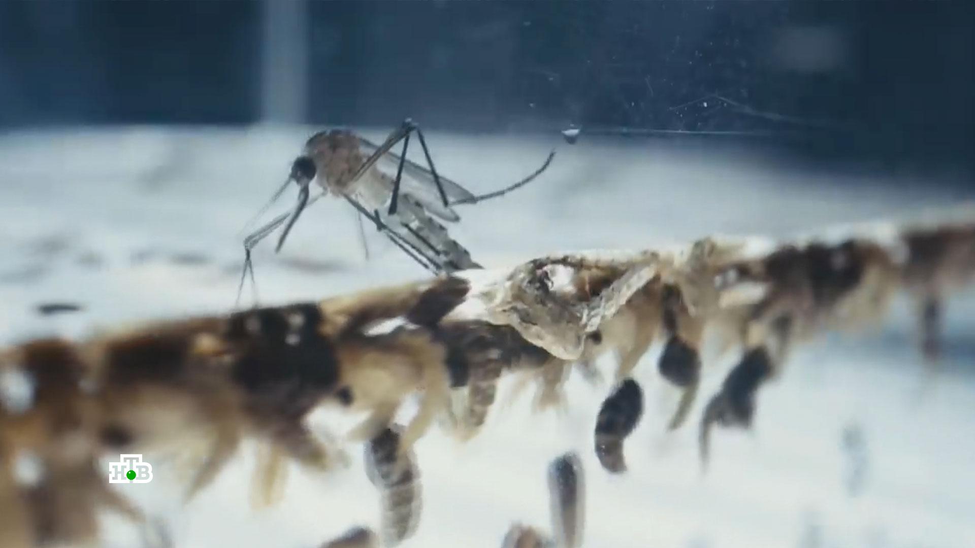 «На пороге новой войны»: как комары стали видом биологического оружия США | «ЦТ»