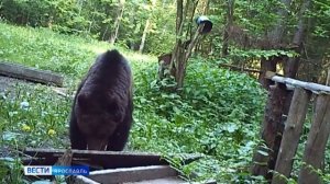 В лесах Ярославской области грибники все чаще встречают медведей
