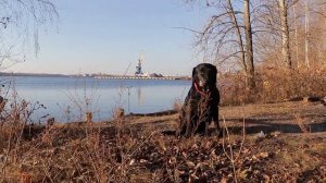 Лабрадор | Моменты из жизни