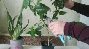 Когда и как обрезать молодой гибискус( китайская роза)./Hibiscus pruning