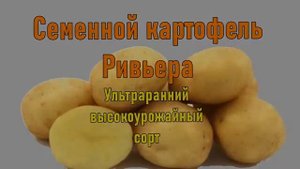 Голландские Сорта Картофеля