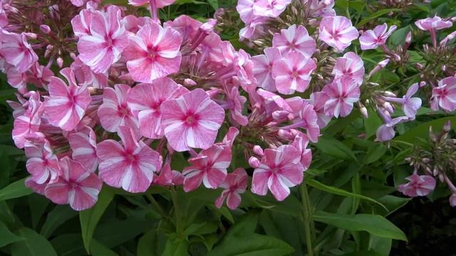 Флокс МАШУНЯ - обзор, описание, цветение, отзыв. смотреть онлайн