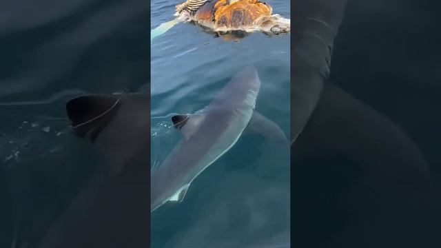 Great white shark ? off the coast of East Falmouth, Massachusetts