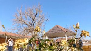 Туй дар Дахана,Шайдон,Ашт,Точикистон 2020#свадьба#wedding day