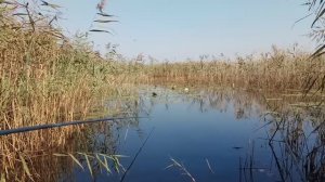 Стая лебледей.mp4