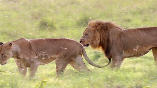 Wild Lions Mating in Africa! Video смотреть онлайн