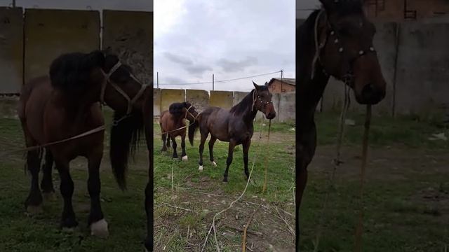 Спаривания кобылы тяжело возом