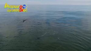 Deagostini МОРСКИЕ ГИГАНТЫ и КО МАКСИ ГОРБАТЫЙ КИТ  Деагостини распаковка Liska Show