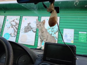 Срочно!
Нужна помощь в пристройстве двух кошечек.
