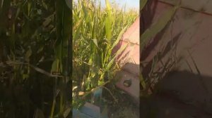 мтз 80 и кир 1.5 уборка кукурузы в Таджикистане район Абдурахман Джами