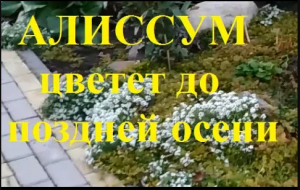 Алиссум однолетний продолжает цвести до самых холодов Вот такой стойкий однолетник