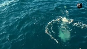 Рыбалка на Экваторе, Мальдивы. Часть 3